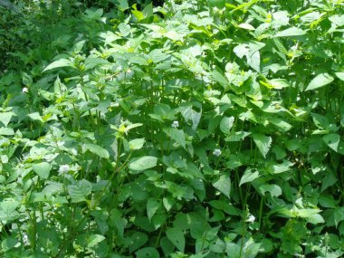 Asistasya gangetica (Çin menekşesi, koromandel, sürünen yüksükotu, asistasya gangetica micrantha) doğal arka plana sahiptir. Yapraklar sebze olarak yenir ve bitkisel ilaç olarak kullanılır..