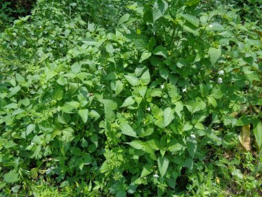 Asistasya gangetica (Çin menekşesi, koromandel, sürünen yüksükotu, asistasya gangetica micrantha) doğal arka plana sahiptir. Yapraklar sebze olarak yenir ve bitkisel ilaç olarak kullanılır..