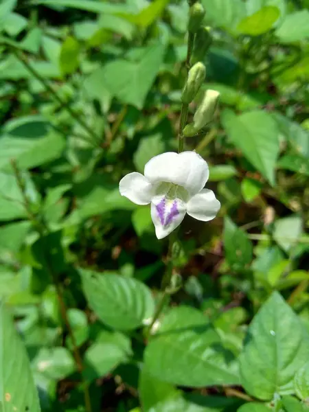 Asystasia Gangetica Chinese Violet Coromandel Kruipende Foxglove Asystasia Gangetica Micrantha — Stockfoto