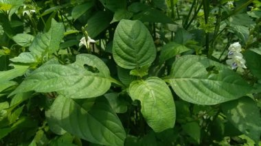 Asistasya gangetica (Çin menekşesi, koromandel, sürünen yüksükotu, asistasya gangetica micrantha) doğal arka plana sahiptir. Yapraklar sebze olarak yenir ve bitkisel ilaç olarak kullanılır..