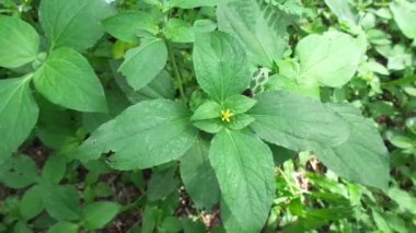 Yabani otlar doğada yeşildir. Borreria alata otları ya da Udel-Udelan olarak adlandırılan Cava 'lılar.
