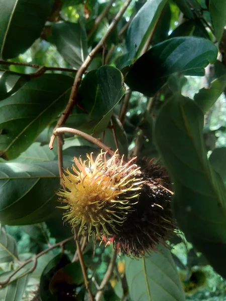 Rambutan Nephelium Lappaceum Natural Background Rambutan Exotic Fruit Fruit Indonesia — Stock Photo, Image