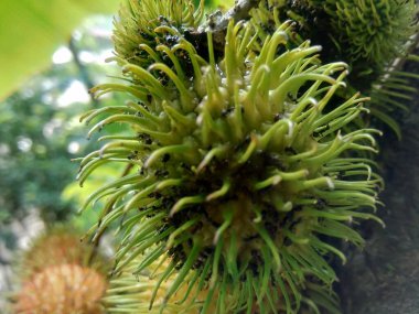 Doğal arka planı olan Rambutan (Nephelyum Lappaceum). Rambutan, Endonezya 'nın egzotik meyvesidir. Tatlı ve sulu.
