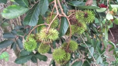 Doğal arka planı olan Rambutan (Nephelyum Lappaceum). Rambutan, Endonezya 'nın egzotik meyvesidir. Tatlı ve sulu.