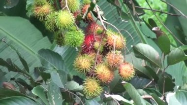 Doğal arka planı olan Rambutan (Nephelyum Lappaceum). Rambutan, Endonezya 'nın egzotik meyvesidir. Tatlı ve sulu.