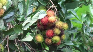 Doğal arka planı olan Rambutan (Nephelyum Lappaceum). Rambutan, Endonezya 'nın egzotik meyvesidir. Tatlı ve sulu.