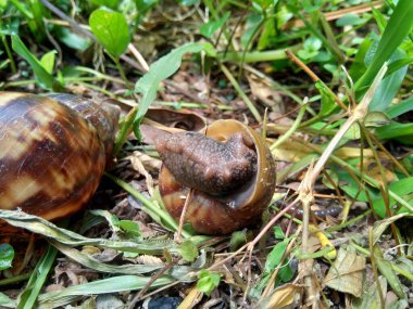 Salyangoz (Bekicot, Achatina fulica, Afrika dev salyangozu, Archachatina marginata) doğal arka planda bulunur.