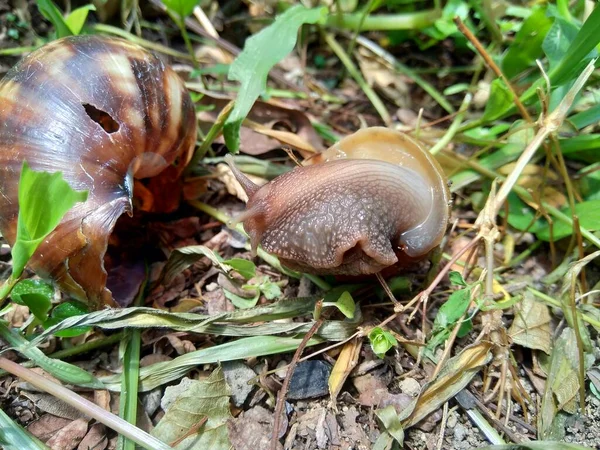 Равлики Bekicot Achatina Fulica African Giant Snail Archachatina Marginata Природному — стокове фото