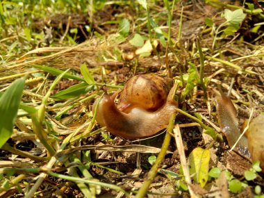 Salyangoz (Bekicot, Achatina fulica, Afrika dev salyangozu, Archachatina marginata) doğal arka planda bulunur.