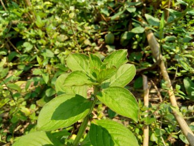 Borreria 'yı doğal olarak kapatın. Yabani otlar ve hayvan yemi olarak kullanılan Borreria..