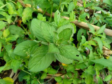 Borreria 'yı doğal olarak kapatın. Yabani otlar ve hayvan yemi olarak kullanılan Borreria..