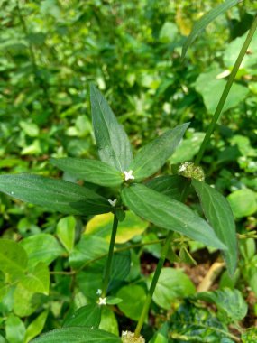 Doğal arka planı olan Borreria Laevis 'i kapatın.