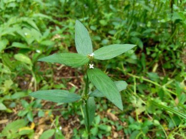 Doğal arka planı olan Borreria Laevis 'i kapatın.