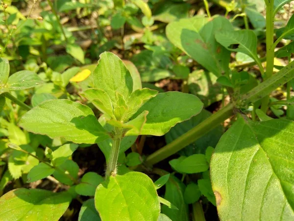 Fermer Borreria Avec Fond Naturel Borreria Compris Les Mauvaises Herbes — Photo