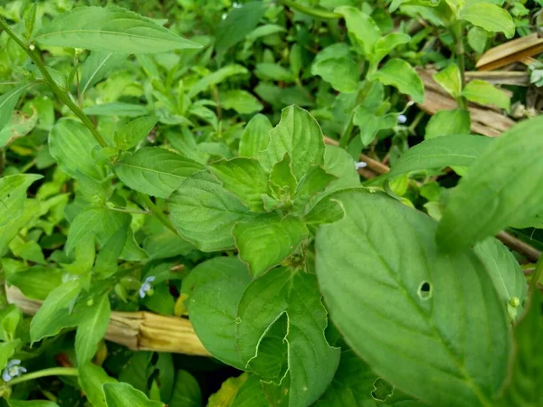 Nahaufnahme Borreria Mit Natürlichem Hintergrund Borreria Einschließlich Unkraut Und Als — Stockfoto