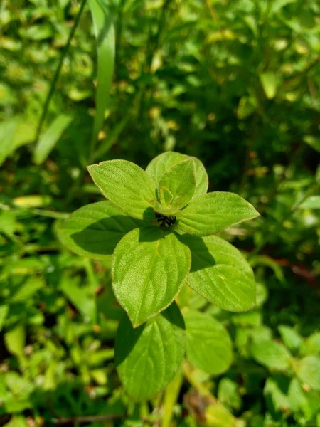 Feche Borreria Com Fundo Natural Borreria Incluindo Ervas Daninhas Utilizado — Fotografia de Stock