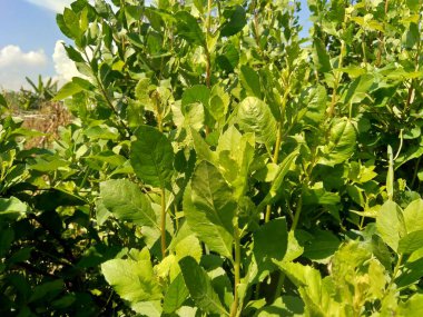 Pluchea indica (Hint kafur otu, Hint pire otu, Hint peltesi, Baccharis indica L) doğal arka planda bulunur. Bu bitki antidiyabetik özellikleri olan sitosterol ve stigmasterol içerir..