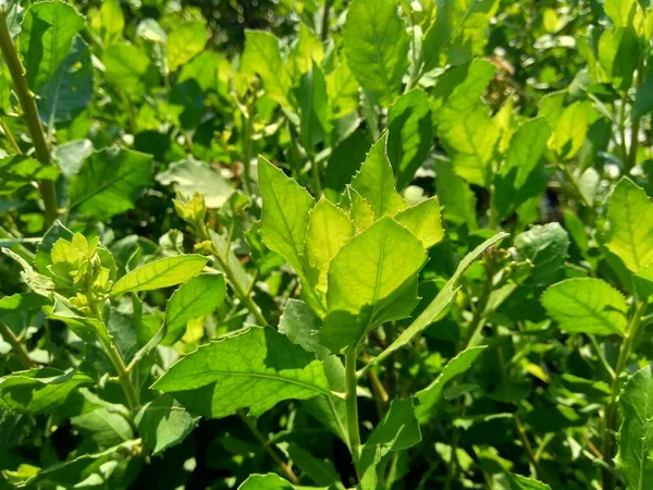 Pluchea Indica Indická Kafr Indická Blecha Indická Pluchea Baccharis Indica — Stock fotografie