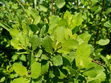Pluchea indica (Hint kafur otu, Hint pire otu, Hint peltesi, Baccharis indica L) doğal arka planda bulunur. Bu bitki antidiyabetik özellikleri olan sitosterol ve stigmasterol içerir..