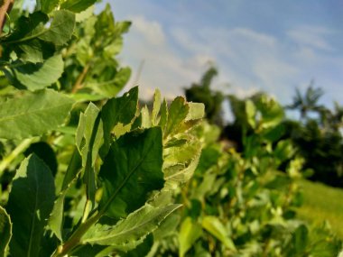 Pluchea indica (Hint kafur otu, Hint pire otu, Hint peltesi, Baccharis indica L) doğal arka planda bulunur. Bu bitki antidiyabetik özellikleri olan sitosterol ve stigmasterol içerir..