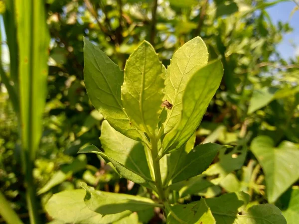 Pluchea Indica Indian Camphorweed Indian Fleabane Indian Pluchea Baccharis Indica — Zdjęcie stockowe