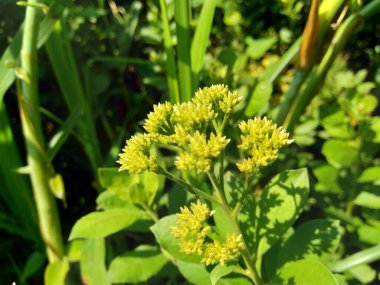 Pluchea indica (Hint kafur otu, Hint pire otu, Hint peltesi, Baccharis indica L) çiçek doğal arka plan.