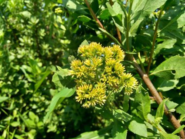 Pluchea indica (Hint kafur otu, Hint pire otu, Hint peltesi, Baccharis indica L) çiçek doğal arka plan.