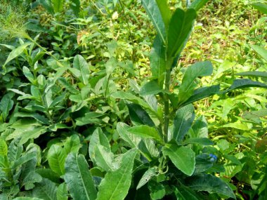 Sonchus Arvensis (Perennial domuz, tarla sütü devedikeni, devedikeni, devedikeni, devedikeni, mısır ekini, dingil, gutweed, domuz dikeni, ağaç dişi devedikeni). Yaralar, kanser ve öksürük için yararlı..