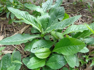 Sonchus Arvensis (Perennial domuz, tarla sütü devedikeni, devedikeni, devedikeni, devedikeni, mısır ekini, dingil, gutweed, domuz dikeni, ağaç dişi devedikeni). Yaralar, kanser ve öksürük için yararlı..
