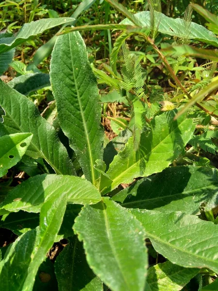 Sonchus Arvensis (Perennial sow, field milk thistle, field sowthistle, perennial sow-thistle, corn sow thistle, dindle, gutweed, swine thistle, tree sow thistle). Beneficial for wounds, cancer, cough.
