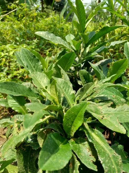 Sonchus Arvensis Многолетняя Свиноматка Полевой Молочный Чертополох Полевой Сеялка Многолетняя — стоковое фото