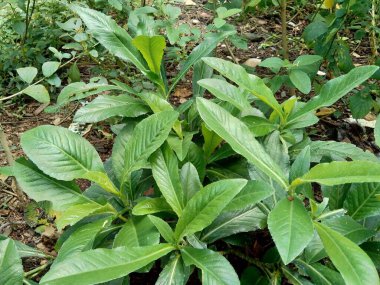 Sonchus Arvensis (Perennial domuz, tarla sütü devedikeni, devedikeni, devedikeni, devedikeni, mısır ekini, dingil, gutweed, domuz dikeni, ağaç dişi devedikeni). Yaralar, kanser ve öksürük için yararlı..