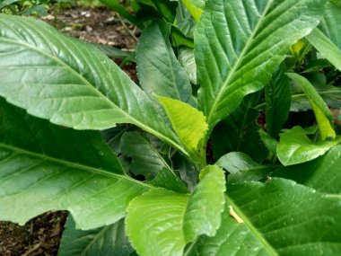 Sonchus Arvensis (Perennial domuz, tarla sütü devedikeni, devedikeni, devedikeni, devedikeni, mısır ekini, dingil, gutweed, domuz dikeni, ağaç dişi devedikeni). Yaralar, kanser ve öksürük için yararlı..