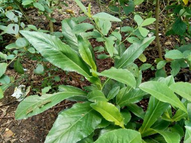 Sonchus Arvensis (Perennial domuz, tarla sütü devedikeni, devedikeni, devedikeni, devedikeni, mısır ekini, dingil, gutweed, domuz dikeni, ağaç dişi devedikeni). Yaralar, kanser ve öksürük için yararlı..