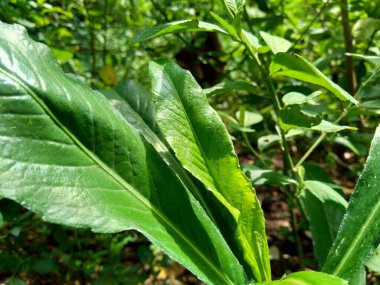 Sonchus Arvensis (Perennial domuz, tarla sütü devedikeni, devedikeni, devedikeni, devedikeni, mısır ekini, dingil, gutweed, domuz dikeni, ağaç dişi devedikeni). Yaralar, kanser ve öksürük için yararlı..