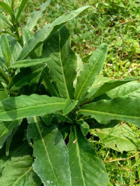 Sonchus Arvensis (Perennial domuz, tarla sütü devedikeni, devedikeni, devedikeni, devedikeni, mısır ekini, dingil, gutweed, domuz dikeni, ağaç dişi devedikeni). Yaralar, kanser ve öksürük için yararlı..