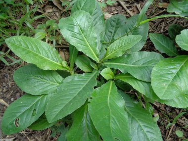 Sonchus Arvensis (Perennial domuz, tarla sütü devedikeni, devedikeni, devedikeni, devedikeni, mısır ekini, dingil, gutweed, domuz dikeni, ağaç dişi devedikeni). Yaralar, kanser ve öksürük için yararlı..