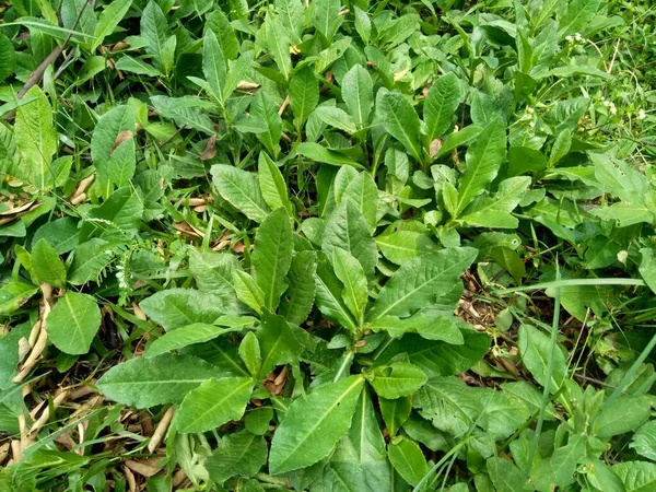 Sonchus Arvensis Mehrjährige Sau Feldmilchdistel Felddistel Mehrjährige Sau Distel Mais — Stockfoto