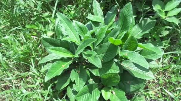 Sonchus Arvensis Многолетняя Свиноматка Полевой Молочный Чертополох Полевой Сеялка Многолетняя — стоковое видео