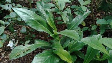 Sonchus Arvensis (Perennial domuz, tarla sütü devedikeni, devedikeni, devedikeni, devedikeni, mısır ekini, dingil, gutweed, domuz dikeni, ağaç dişi devedikeni). Yaralar, kanser ve öksürük için yararlı..