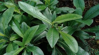 Sonchus Arvensis (Perennial domuz, tarla sütü devedikeni, devedikeni, devedikeni, devedikeni, mısır ekini, dingil, gutweed, domuz dikeni, ağaç dişi devedikeni). Yaralar, kanser ve öksürük için yararlı..