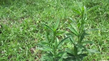 Sonchus Arvensis (Perennial domuz, tarla sütü devedikeni, devedikeni, devedikeni, devedikeni, mısır ekini, dingil, gutweed, domuz dikeni, ağaç dişi devedikeni). Yaralar, kanser ve öksürük için yararlı..