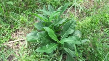 Sonchus Arvensis (Perennial domuz, tarla sütü devedikeni, devedikeni, devedikeni, devedikeni, mısır ekini, dingil, gutweed, domuz dikeni, ağaç dişi devedikeni). Yaralar, kanser ve öksürük için yararlı..