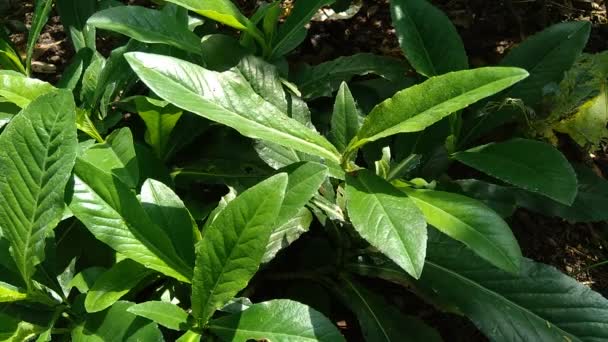 Sonchus Arvensis Évelő Koca Mezei Tejelő Bogáncs Szántóföldi Kocasüldő Évelő — Stock videók