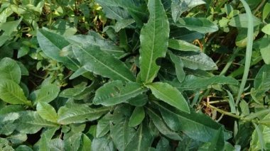 Sonchus Arvensis (Perennial domuz, tarla sütü devedikeni, devedikeni, devedikeni, devedikeni, mısır ekini, dingil, gutweed, domuz dikeni, ağaç dişi devedikeni). Yaralar, kanser ve öksürük için yararlı..