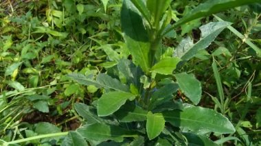 Sonchus Arvensis (Perennial domuz, tarla sütü devedikeni, devedikeni, devedikeni, devedikeni, mısır ekini, dingil, gutweed, domuz dikeni, ağaç dişi devedikeni). Yaralar, kanser ve öksürük için yararlı..