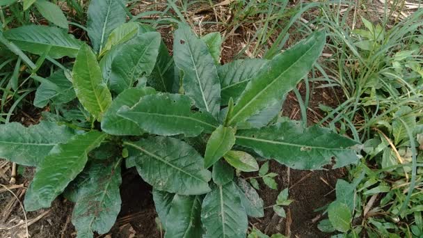 Sonchus Arvensis Вічне Сіяння Польове Молоко Будяччя Польове Сивіння Багаторічні — стокове відео