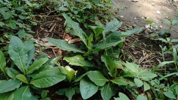 Sonchus Arvensis Mehrjährige Sau Feldmilchdistel Felddistel Mehrjährige Sau Distel Mais — Stockvideo