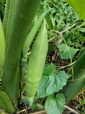 Doğal arka plana sahip Taro çiçeği (Colocasia esculenta)
