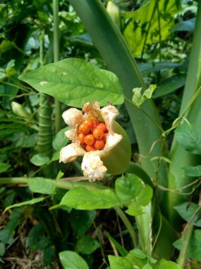 Doğal arka plana sahip Taro çiçeği (Colocasia esculenta)